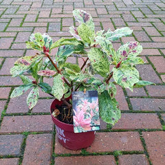 Photinia serratifolia Pink Crispy (2-Litre Pot)