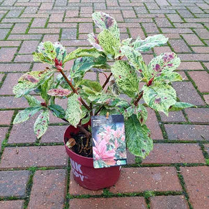 Photinia serratifolia Pink Crispy (2-Litre Pot)