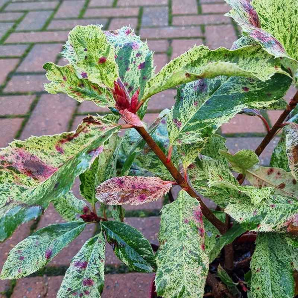 Photinia serratifolia Pink Crispy (2-Litre Pot)
