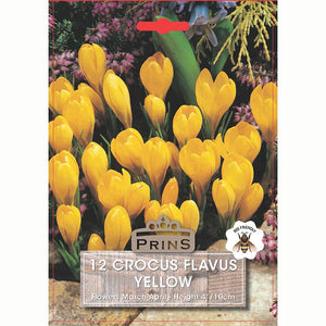 Crocus flavus 'Yellow' (12 bulbs)