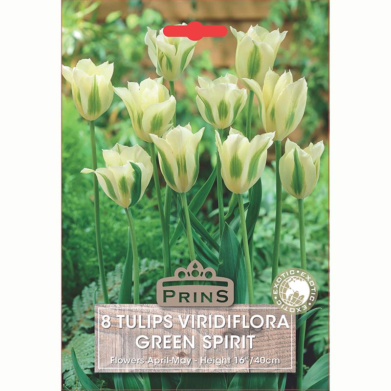 Prins Tulip Green Spirit 8 Bulb