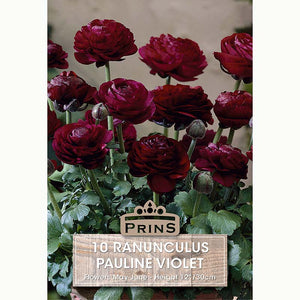 Ranunculus Pauline Violet 10 bulbs