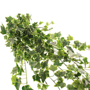 SageDecor Variegated Ivy Trailing Bush (183cm)