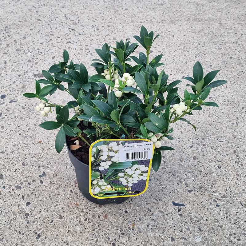 Skimmia japonica 'Fructo Alba' (f) (2-Litre Pot)