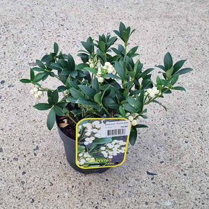 Skimmia japonica 'Fructo Alba' (f) (2-Litre Pot)