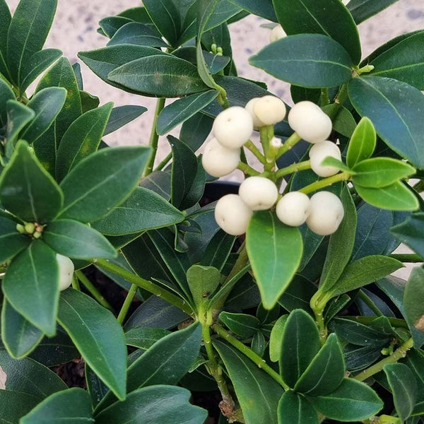 Skimmia japonica 'Fructo Alba' (f) (2-Litre Pot)