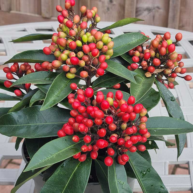 Skimmia Japonica Reevesiana