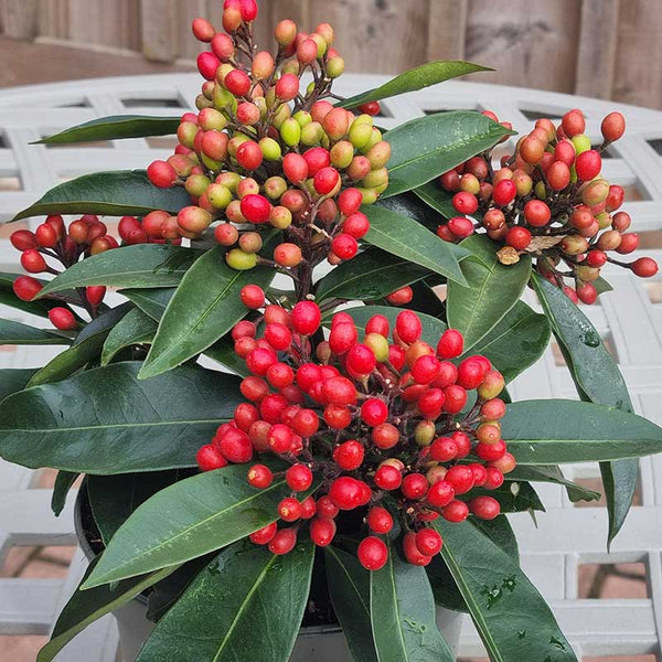 Skimmia Japonica Reevesiana