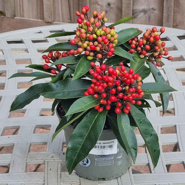 Skimmia Japonica Reevesiana 5cm pot