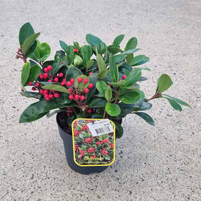 Skimmia japonica ‘Obsession’ (sf) (2-Litre Pot)