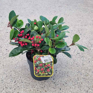 Skimmia japonica ‘Obsession’ (sf) (2-Litre Pot)