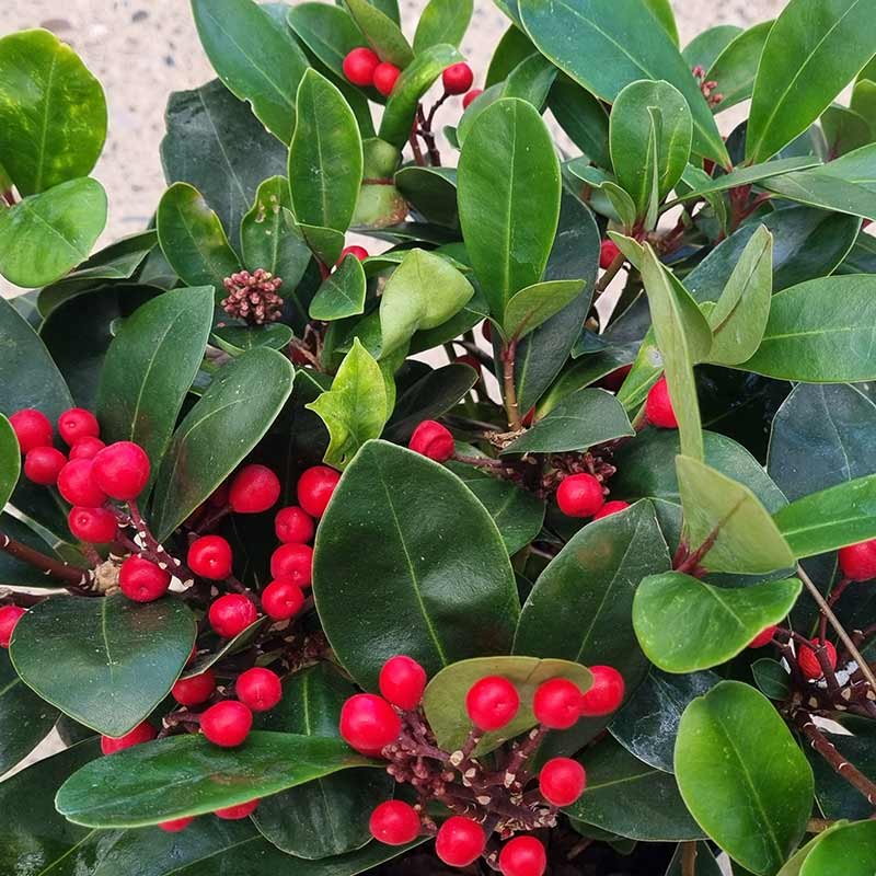 Skimmia japonica ‘Obsession’ (sf) (2-Litre Pot)