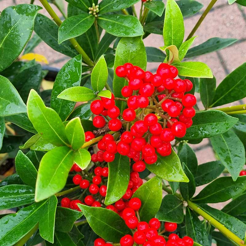 Skimmia japonica ‘Pabella’ (f) (5-Litre Pot)