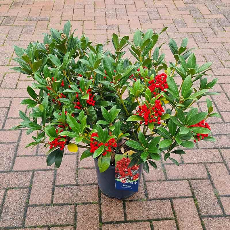 Skimmia japonica ‘Pabella’ (f) (5-Litre Pot)