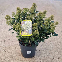 Skimmia ‘Snow White’ (m) (5-Litre Pot)