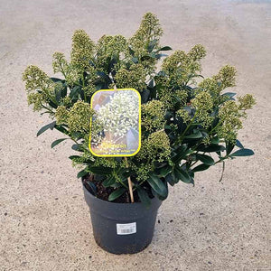 Skimmia ‘Snow White’ (m) (5-Litre Pot)