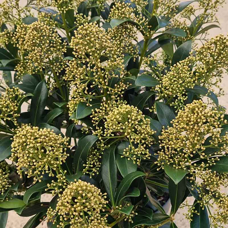 Skimmia ‘Snow White’ (m) (5-Litre Pot)
