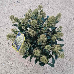 Skimmia ‘Snow White’ (m) (5-Litre Pot)