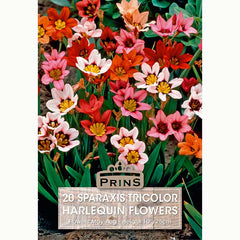 Sparaxis Tricolor Harlequin Bulbs