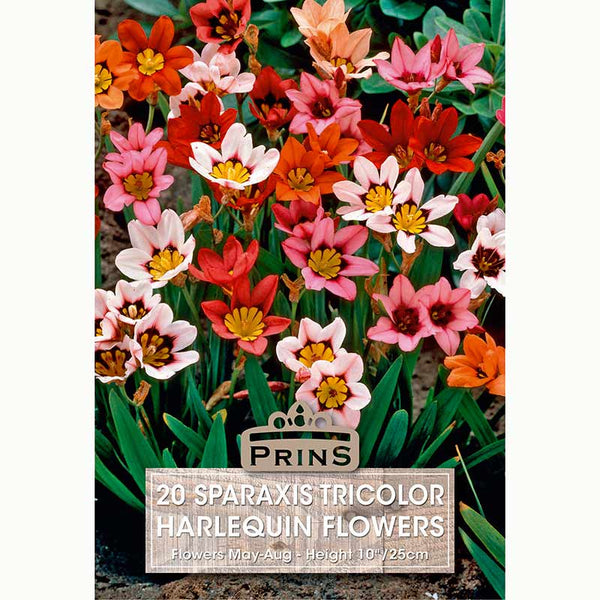 Sparaxis Tricolor Harlequin Bulbs