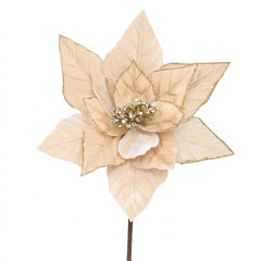 Swift Champagne Velvet Poinsettia