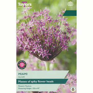 Taylors Allium Miami Bulbs