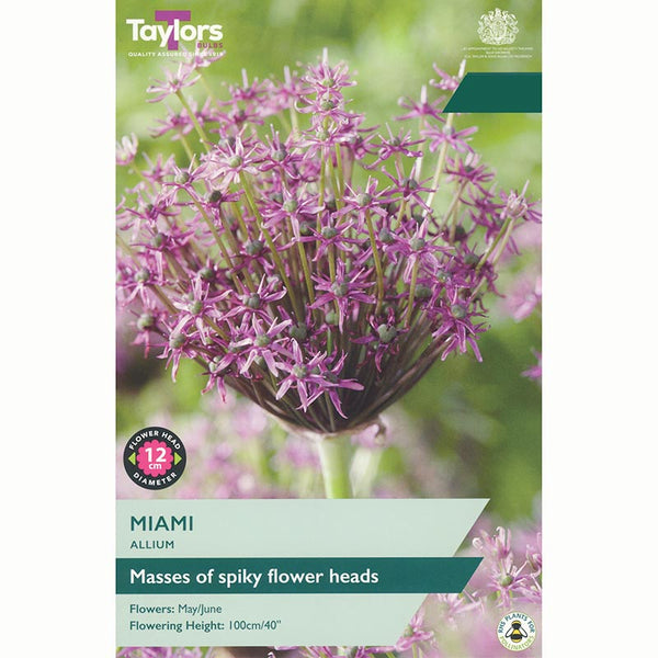 Taylors Allium Miami Bulbs