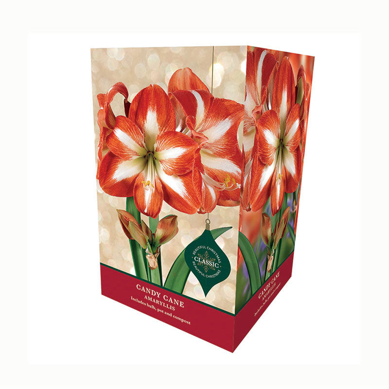 Amaryllis 'Candy Cane' Premium Christmas Indoor Growing Kit Gift Pack