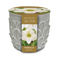 Stone Indoor Planter Set with Amaryllis ‘Christmas Gift’ Bulb