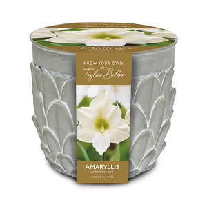 Stone Indoor Planter Set with Amaryllis ‘Christmas Gift’ Bulb