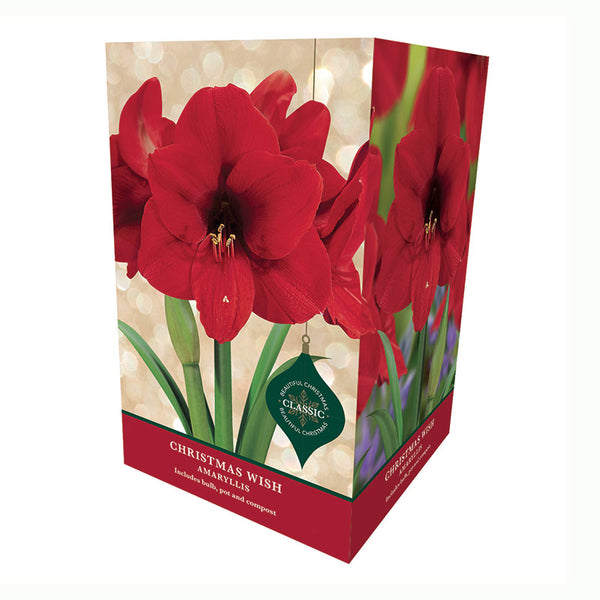 Amaryllis 'Christmas Wish' Premium Christmas Indoor Growing Kit Gift Pack