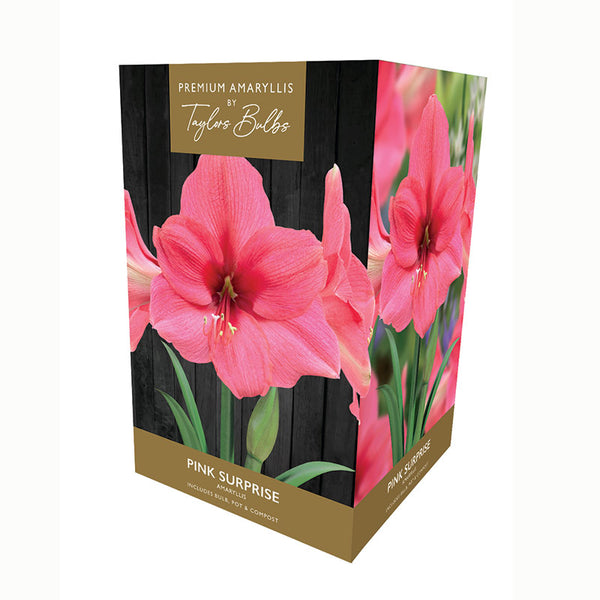 Amaryllis ‘Pink Surprise’ Premium Indoor Growing Kit Gift Pack