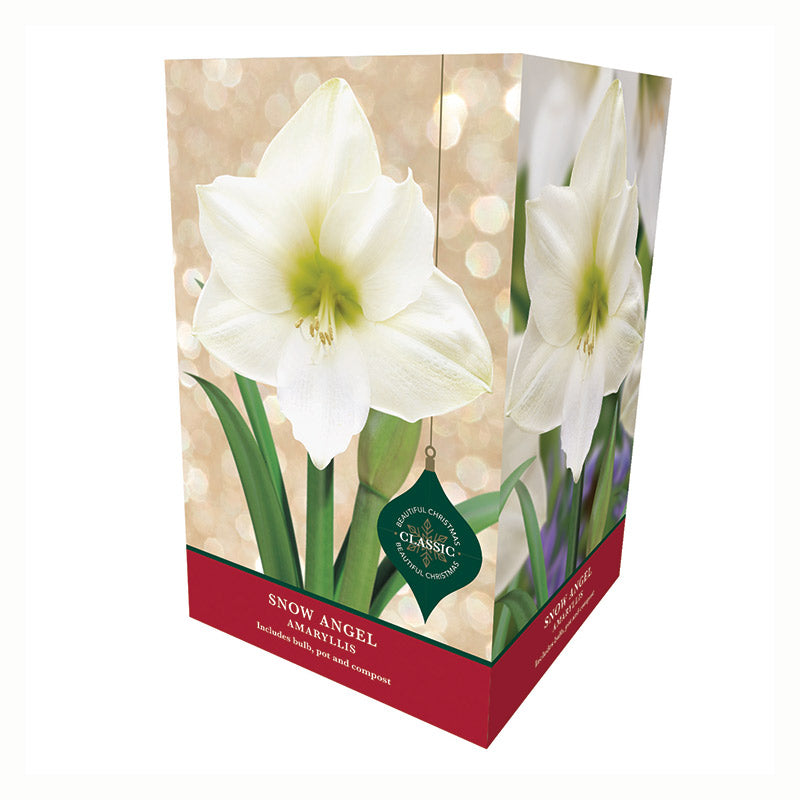 Amaryllis 'Snow Angel' Premium Christmas Indoor Growing Kit Gift Pack