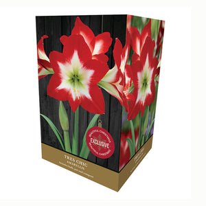 Amaryllis ‘Tres Chic’ Premium Indoor Growing Kit Gift Pack