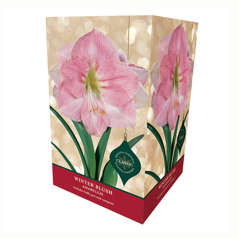 Amaryllis 'Winter Blush' Premium Christmas Indoor Growing Kit Gift Pack