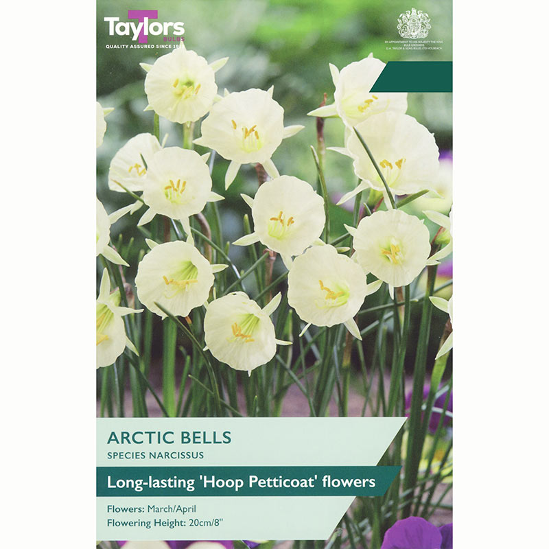 Narcissus 'Arctic Bells' Daffodil Bulbs