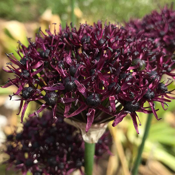 Allium ‘Atropurpureum’ pack of 7 bulbs