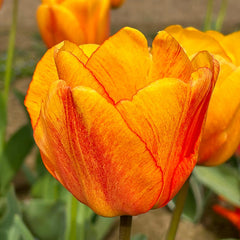 Tulip Blushing Apeldoorn Bulbs