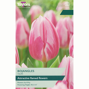 Tulip 'Bojangles' Bulbs