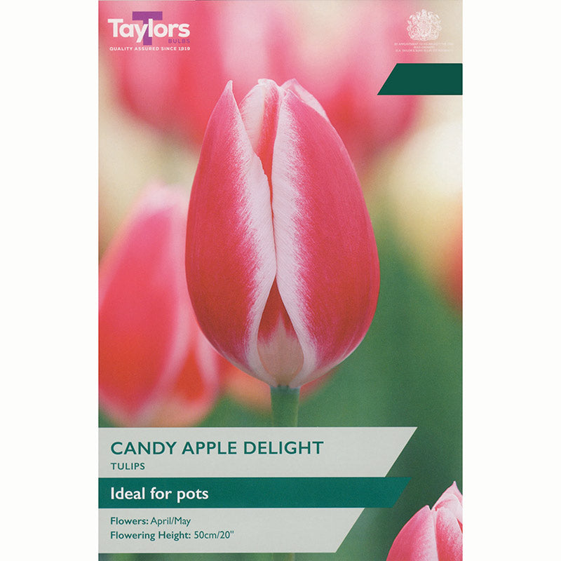 Tulip ‘Candy Apple Delight’ Bulbs