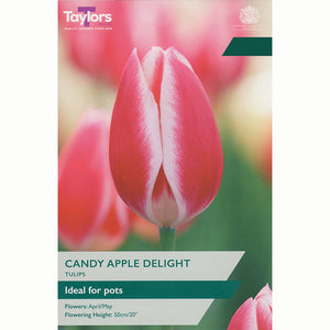 Tulip ‘Candy Apple Delight’ Bulbs