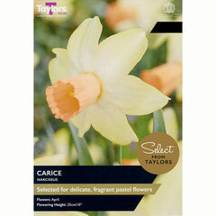 Narcissus ‘Carice’ (9 Bulbs)