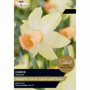 Narcissus ‘Carice’ (9 Bulbs)