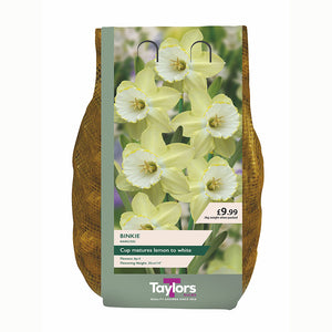 Narcissus 'Binkie' Daffodils (2kg Carri-Pack)