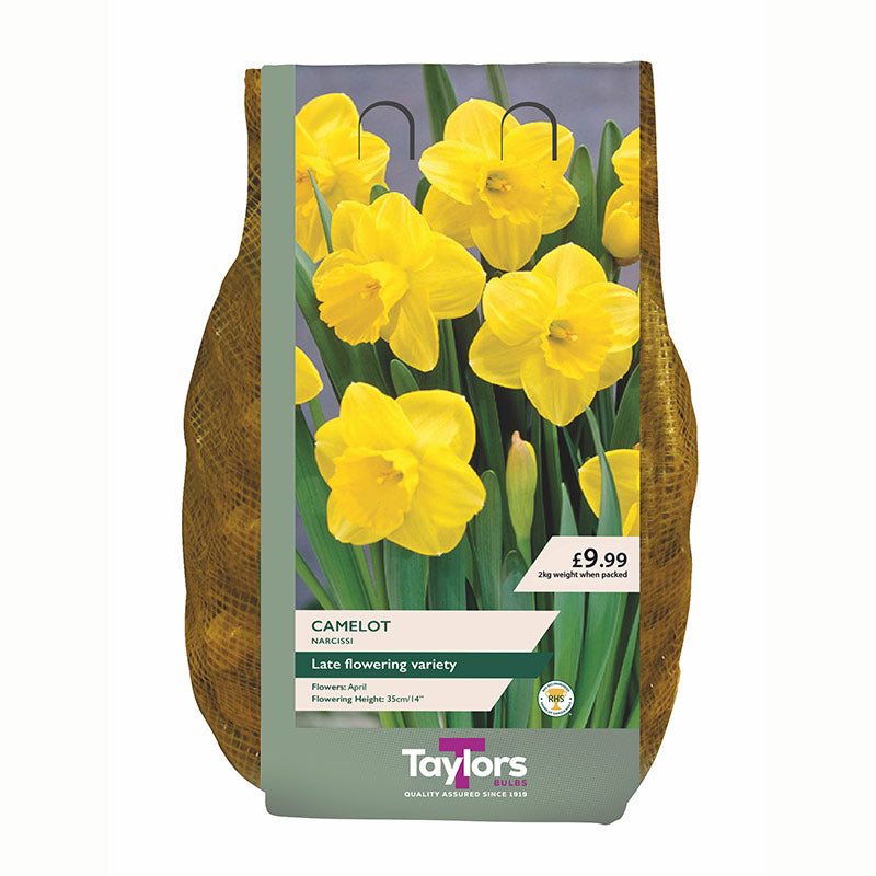 Narcissus 'Camelot' Daffodils (2kg Carri-Pack)