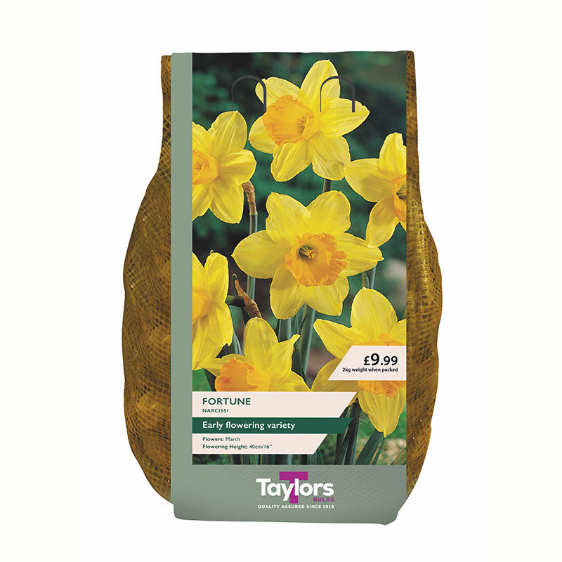 Narcissus 'Fortune' Daffodils (2kg Carri-Pack)