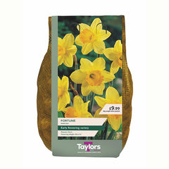 Narcissus 'Fortune' Daffodils (2kg Carri-Pack)