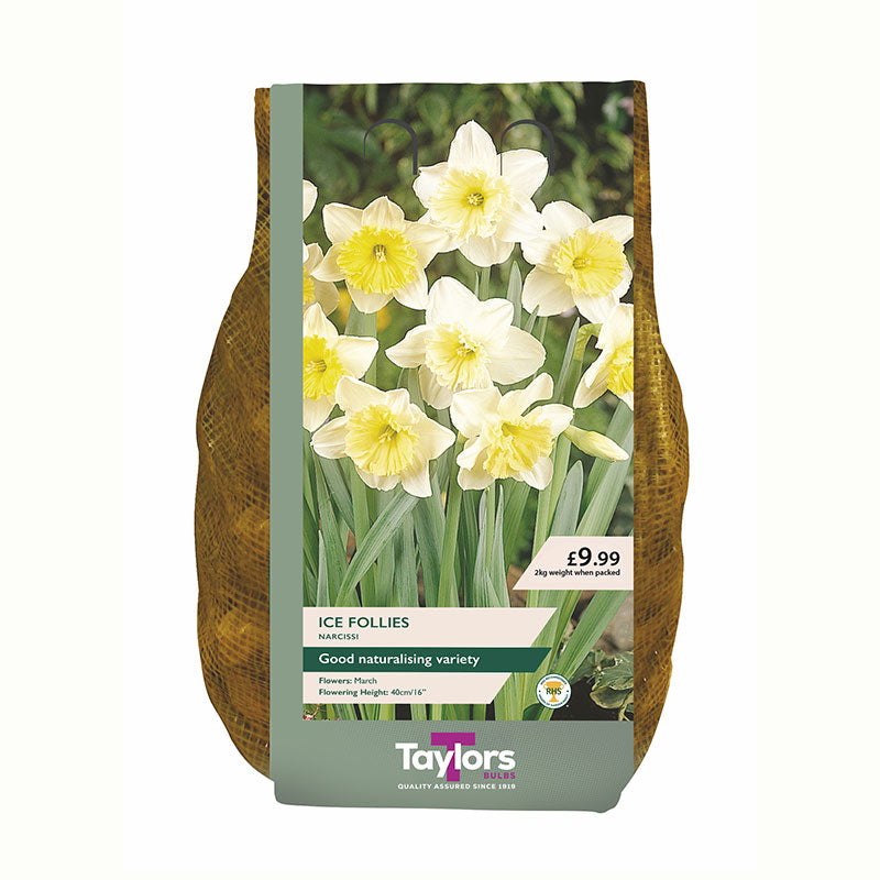 Narcissus ‘Ice Follies’ Daffodil Bulbs (2kg Bag)