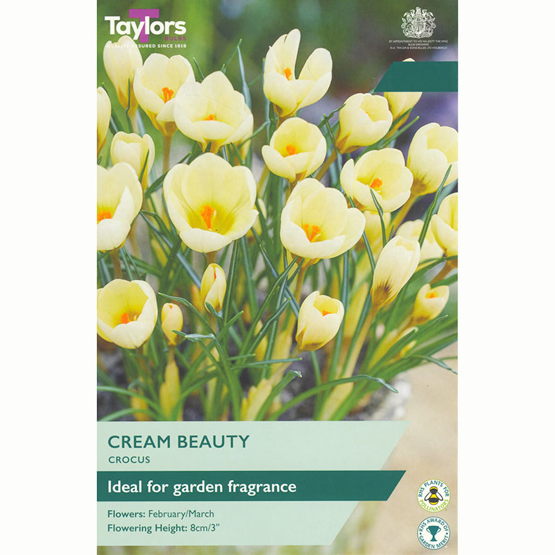 Crocus 'Cream Beauty' Bulbs