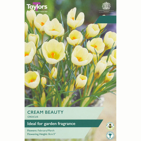 Crocus 'Cream Beauty' Bulbs